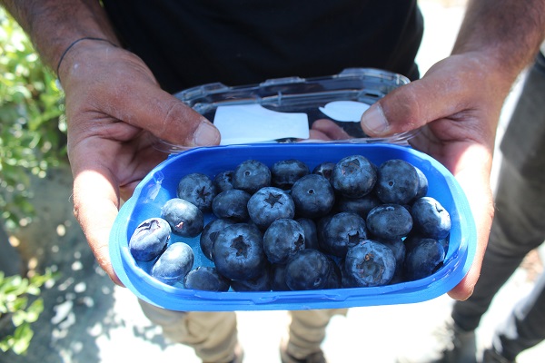 Foto - İşi bıraktı çiftçi oldu! 