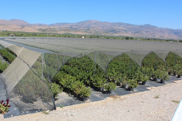 Foto - İşi bıraktı çiftçi oldu! 
