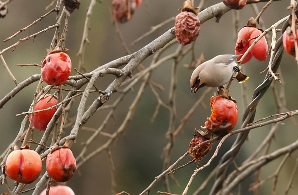 Foto - İşi gücü bırakıp Rize’ye koştular! Uzun süredir peşindeydiler sonunda görüntülendi