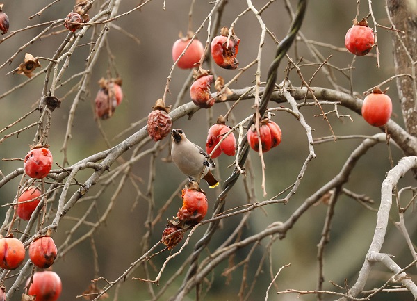 İşi gücü bırakıp Rize’ye koştular! Uzun süredir peşindeydiler sonunda görüntülendi