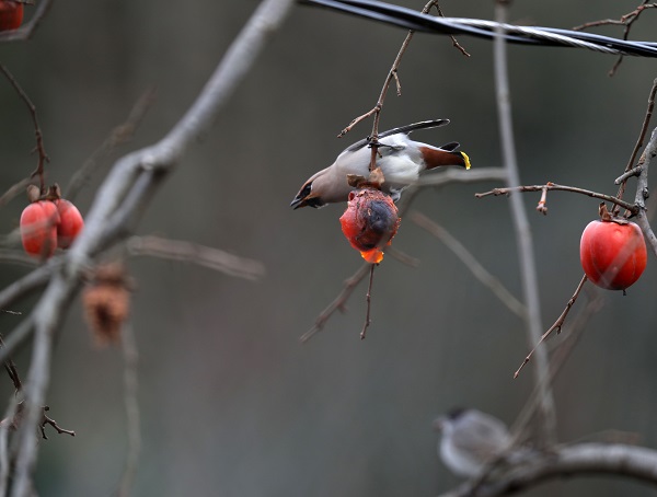 Foto - İşi gücü bırakıp Rize’ye koştular! Uzun süredir peşindeydiler sonunda görüntülendi