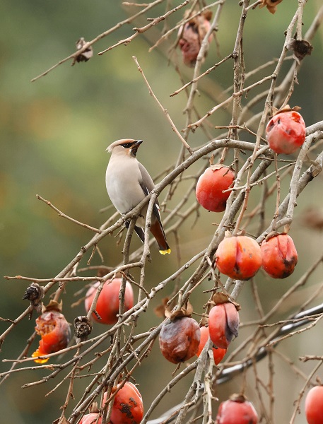 Foto - İşi gücü bırakıp Rize’ye koştular! Uzun süredir peşindeydiler sonunda görüntülendi