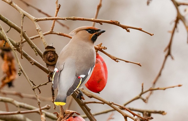 Foto - İşi gücü bırakıp Rize’ye koştular! Uzun süredir peşindeydiler sonunda görüntülendi