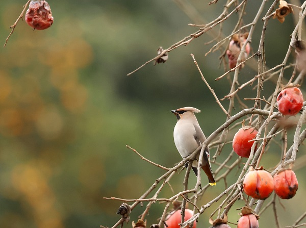 Foto - İşi gücü bırakıp Rize’ye koştular! Uzun süredir peşindeydiler sonunda görüntülendi