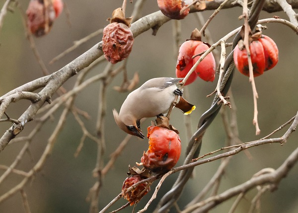 Foto - İşi gücü bırakıp Rize’ye koştular! Uzun süredir peşindeydiler sonunda görüntülendi