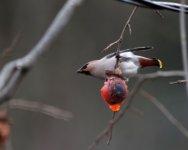 Foto - İşi gücü bırakıp Rize’ye koştular! Uzun süredir peşindeydiler sonunda görüntülendi