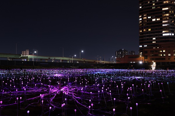 Foto - 'Işık Tarlası' gösterisi ziyarete açıldı