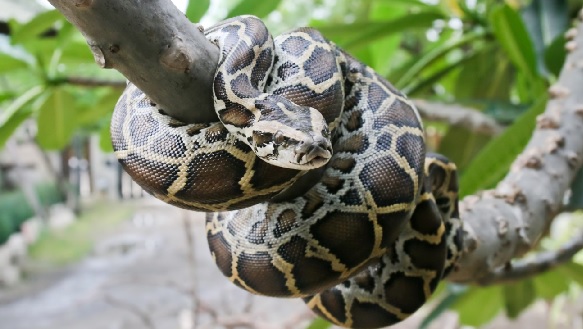 Foto - İsimleri bile korkutmaya yetiyor! İşte, dünyanın en büyük yılanları