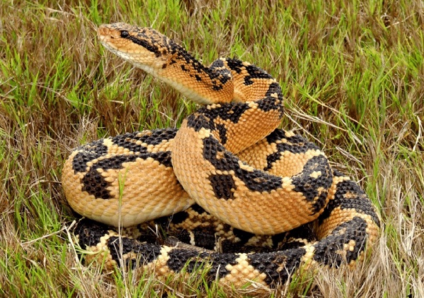 Foto - İsimleri bile korkutmaya yetiyor! İşte, dünyanın en büyük yılanları
