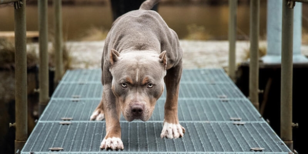 Foto - İşin altından yine İngilizler çıktı... Pitbullar nasıl bu kadar vahşileşti?