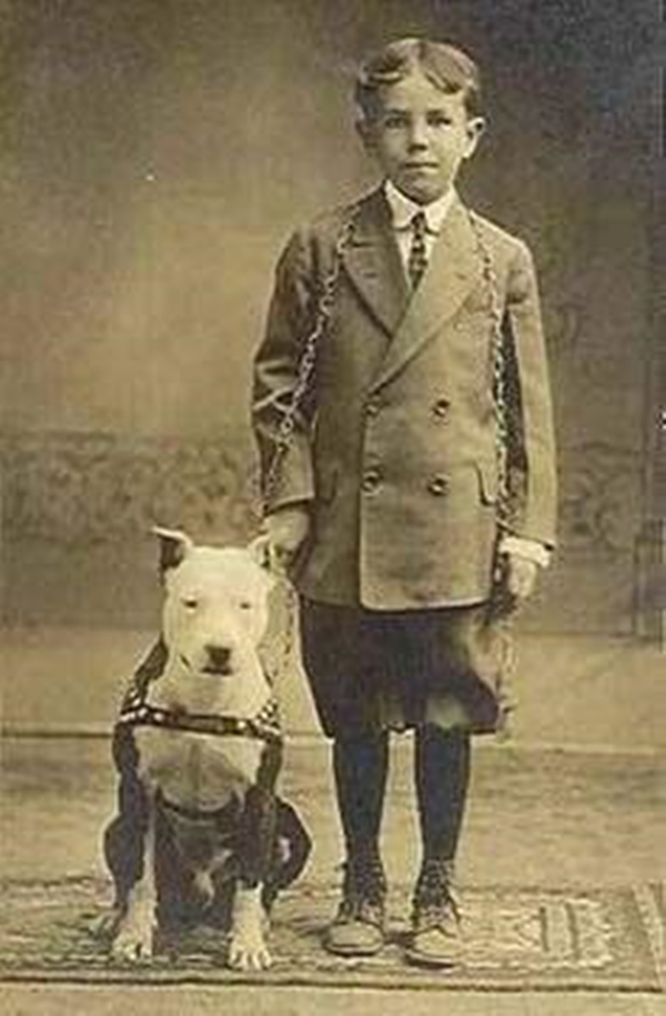 Foto - İşin altından yine İngilizler çıktı... Pitbullar nasıl bu kadar vahşileşti?