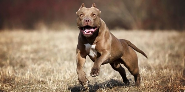 Foto - İşin altından yine İngilizler çıktı... Pitbullar nasıl bu kadar vahşileşti?
