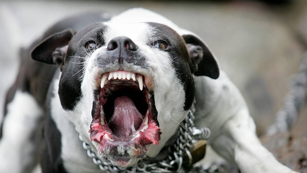 Foto - İşin altından yine İngilizler çıktı... Pitbullar nasıl bu kadar vahşileşti?