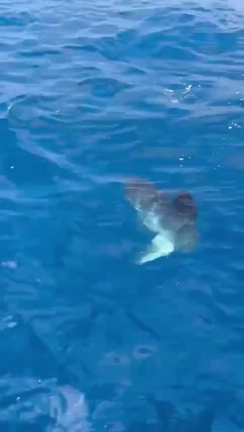 Foto - İşin aslı başka çıktı! Denizde görünce şaşkına döndüler