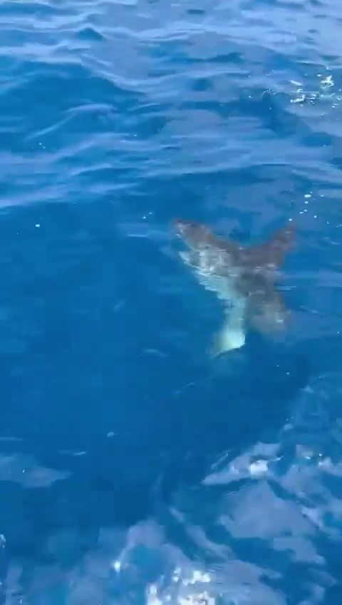 Foto - İşin aslı başka çıktı! Denizde görünce şaşkına döndüler