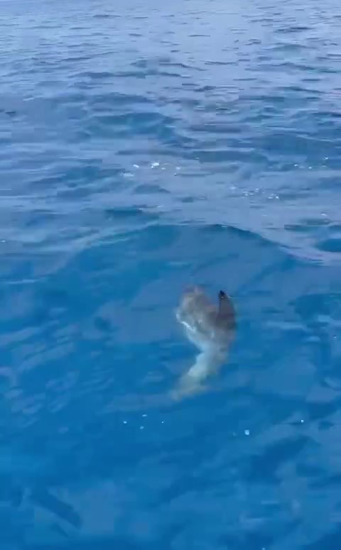 Foto - İşin aslı başka çıktı! Denizde görünce şaşkına döndüler