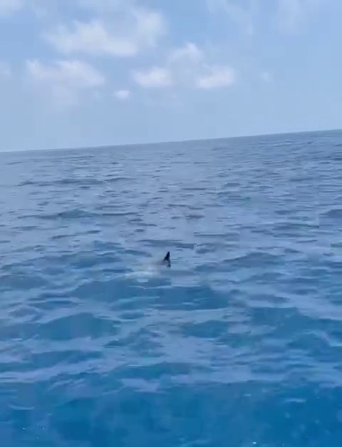 Foto - İşin aslı başka çıktı! Denizde görünce şaşkına döndüler