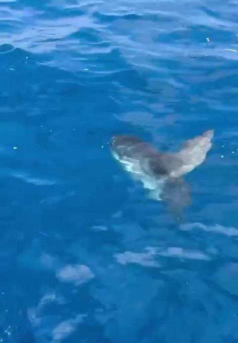 İşin aslı başka çıktı! Denizde görünce şaşkına döndüler