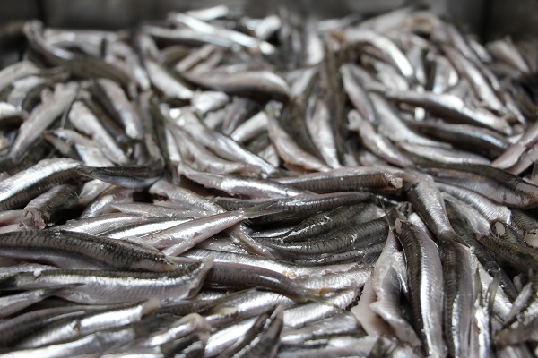 Foto - İşin uzmanından tavsiyeler! İşte leziz balık pişirmenin püf noktası