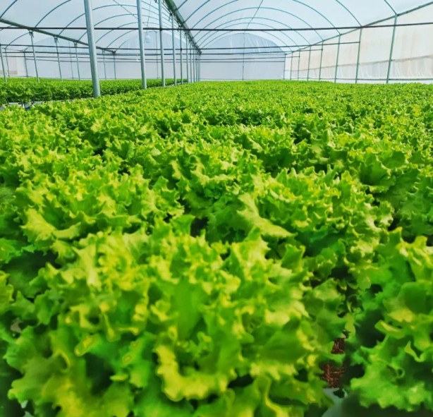 Foto - İşinden istifa edip bu işe başladı! Şimdi yüzde 500 kar ediyor!