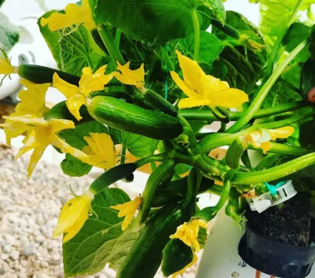 Foto - İşinden istifa edip bu işe başladı! Şimdi yüzde 500 kar ediyor!