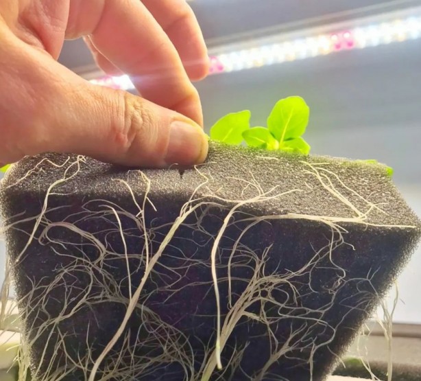 Foto - İşinden istifa edip bu işe başladı! Şimdi yüzde 500 kar ediyor!