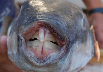 ‘Isıran balık’ paniği! Uzmanlar uyardı: Kaçın, yapışırsa bırakmaz