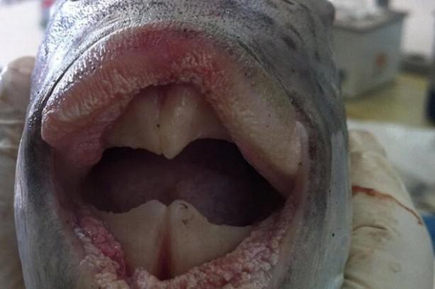 Foto - ‘Isıran balık’ paniği! Uzmanlar uyardı: Kaçın, yapışırsa bırakmaz