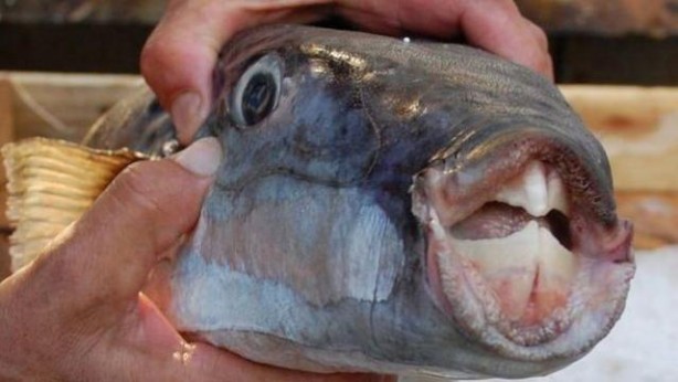 Foto - ‘Isıran balık’ paniği! Uzmanlar uyardı: Kaçın, yapışırsa bırakmaz