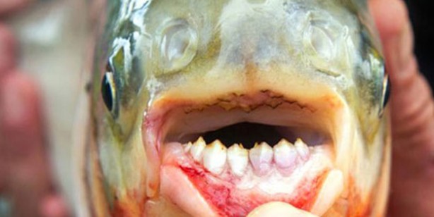 Foto - ‘Isıran balık’ paniği! Uzmanlar uyardı: Kaçın, yapışırsa bırakmaz