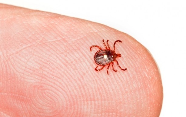 Foto - Isırdığı kişinin hayatını değiştiriyor