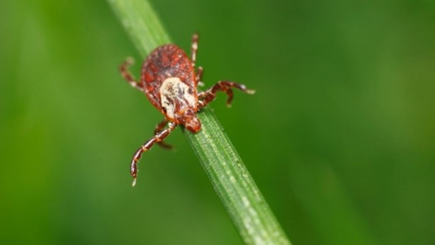 Foto - Isırdığı kişinin hayatını değiştiriyor