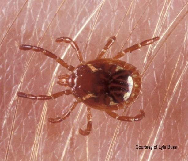 Foto - Isırdığı kişinin hayatını değiştiriyor