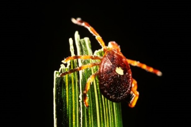 Foto - Isırdığı kişinin hayatını değiştiriyor