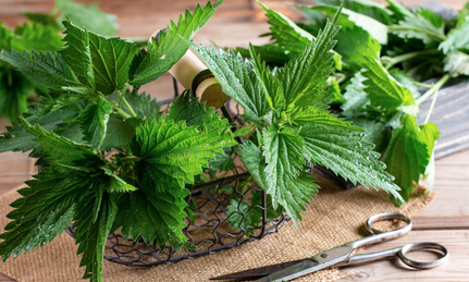 Foto - Isırgan otu hangi hastalıklara iyi gelir? Bu bitki: gücü ortada! kat kat daha dünyanın en değerli bitkilerinden