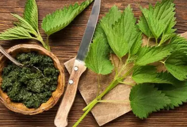 Foto - Isırgan otu hangi hastalıklara iyi gelir? Bu bitki: gücü ortada! kat kat daha dünyanın en değerli bitkilerinden