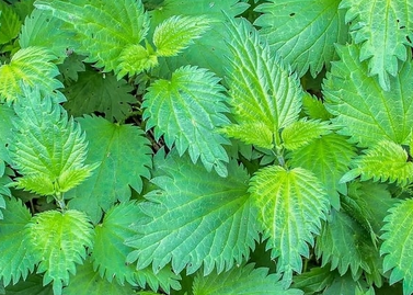 Foto - Isırgan otu hangi hastalıklara iyi gelir? Bu bitki: gücü ortada! kat kat daha dünyanın en değerli bitkilerinden