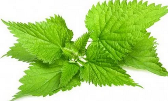 Foto - Isırgan otu hangi hastalıklara iyi gelir? Bu bitki: gücü ortada! kat kat daha dünyanın en değerli bitkilerinden