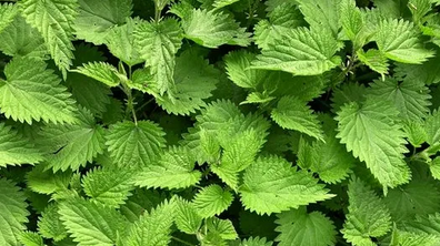 Isırgan otu hangi hastalıklara iyi gelir? Bu bitki: gücü ortada! kat kat daha dünyanın en değerli bitkilerinden