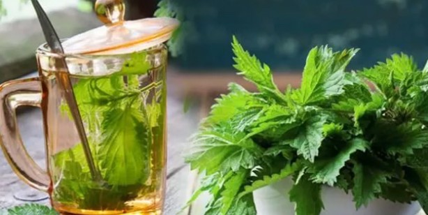 Foto - Isırgan otu suyunun faydaları nelerdir? İbn-i Sina'dan deva: Resmen tam şifa oldu! Çarpıcı detaylar