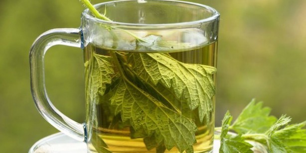 Foto - Isırgan otu suyunun faydaları nelerdir? İbn-i Sina'dan deva: Resmen tam şifa oldu! Çarpıcı detaylar