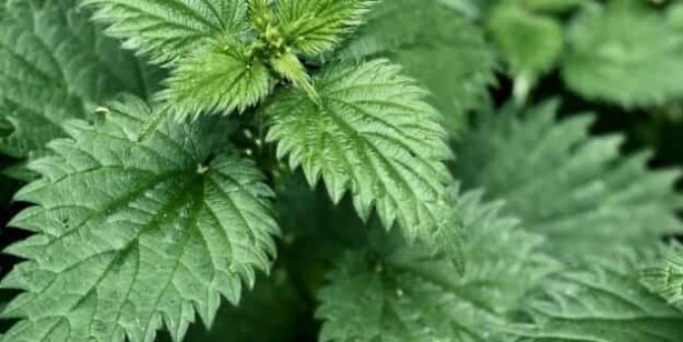 Isırgan otu suyunun faydaları nelerdir? İbn-i Sina'dan deva: Resmen tam şifa oldu! Çarpıcı detaylar