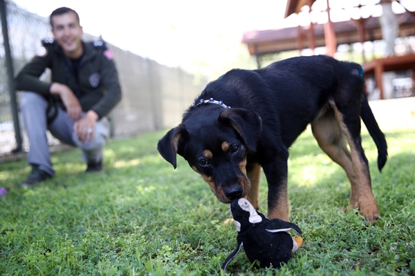 Foto - İşkence edilen yavru köpek artık emin ellerde
