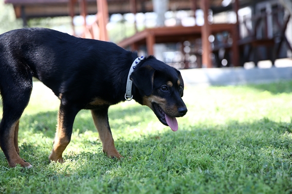 Foto - İşkence edilen yavru köpek artık emin ellerde