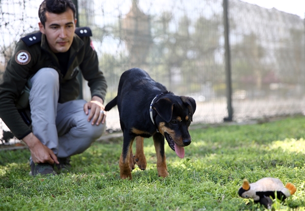 Foto - İşkence edilen yavru köpek artık emin ellerde