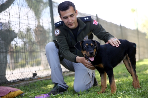 Foto - İşkence edilen yavru köpek artık emin ellerde
