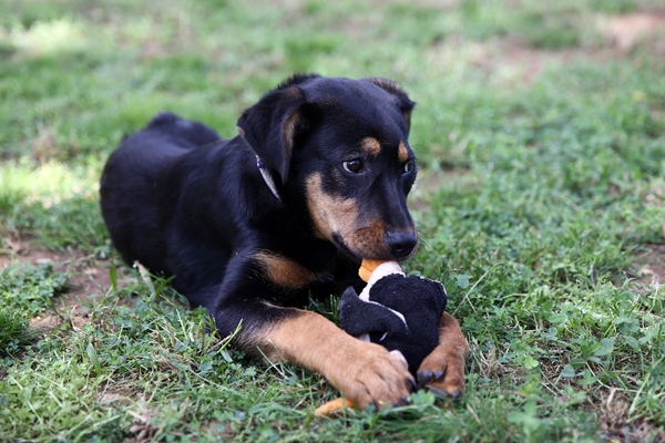 Foto - İşkence edilen yavru köpek artık emin ellerde