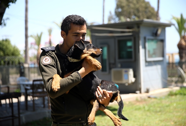 Foto - İşkence edilen yavru köpek artık emin ellerde