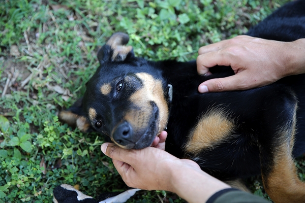 Foto - İşkence edilen yavru köpek artık emin ellerde