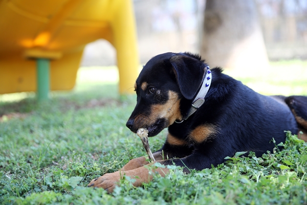 Foto - İşkence edilen yavru köpek artık emin ellerde